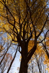 Landscape\n\nCathedral of Light\n\nGrand Teton National Park