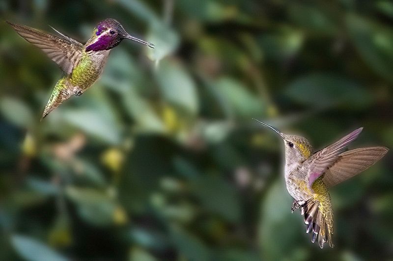 Wildlife\n\nAnna's Hummingbird Courtship Dance\n\nSanta Rosa and San Jacinto Mountains National Monument