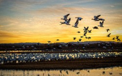 Wildlife\n\nBosque Blast Off\n\nBosque Del Apache National Wildlife Refuge