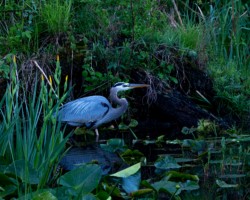 Wildlife\n\nGreat Blue Heron on the hunt\n\nBeaver Marsh