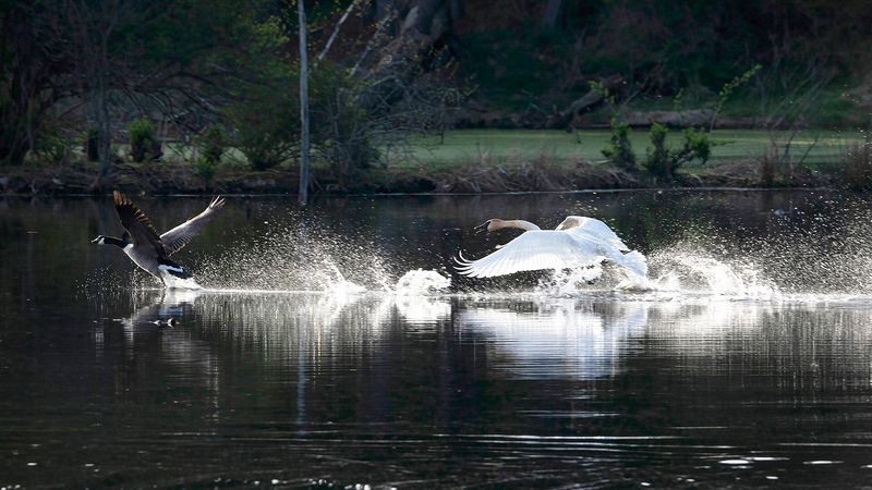 Wildlife\n\nThe Race is On\n\nStation Road