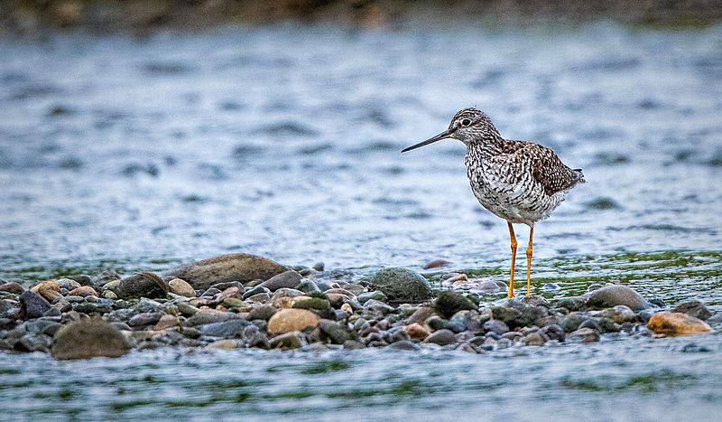 Wildlife\n\nYellowlegs\n\nLake Clark National Park
