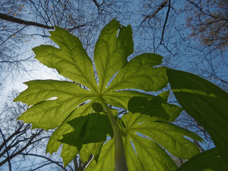 Shadows on Lower Canopy