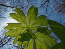 Shadows on Lower Canopy