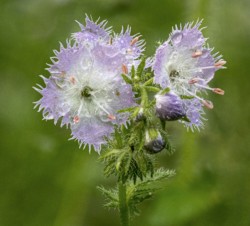 Stacked from 5 images. Method=A (R=32,S=4)