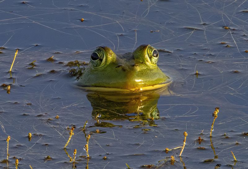 American Bullfrog at Springfield Bog Metro Park