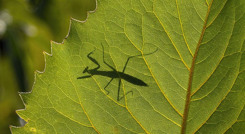 Praying Mantis on Prairie Dock at Springfield Bog Metro Park