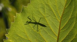 Praying Mantis on Prairie Dock at Springfield Bog Metro Park