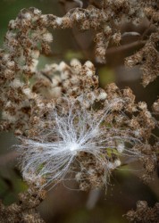 Stacked from 30 images. Method=A (R=8,S=4)