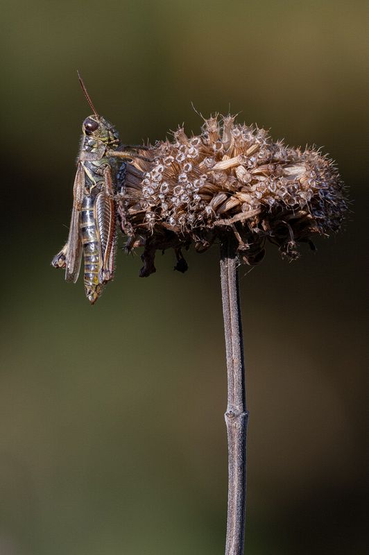 Stacked from 28 images. Method=A (R=8,S=4)