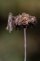 Stacked from 28 images. Method=A (R=8,S=4)