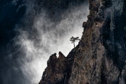 Third place Landscape\n\nSolo Tree Yellowstone\n\nYellowstone National Park