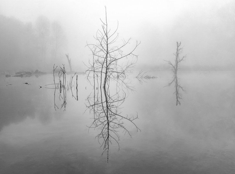Honorable Mention Landscape\n\nFoggy Morning\n\nCascade Valley Metro Park