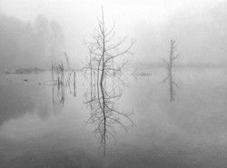 Honorable Mention Landscape\n\nFoggy Morning\n\nCascade Valley Metro Park