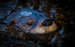 Second Place CVNP\n\nBeaver Marsh\n\nIra Trailhead