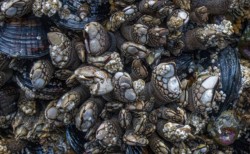 Second Place Macro\n\nKalaloch Beach 4 Tide Pools\n\nOlympic National Park