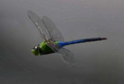 Third Place Macro\n\nA moment in time\n\nMentor Marsh