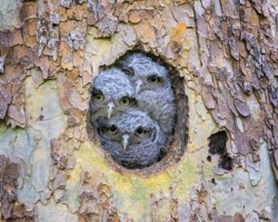 First Place Wildlife\n\nThree's Company\n\nStation Road