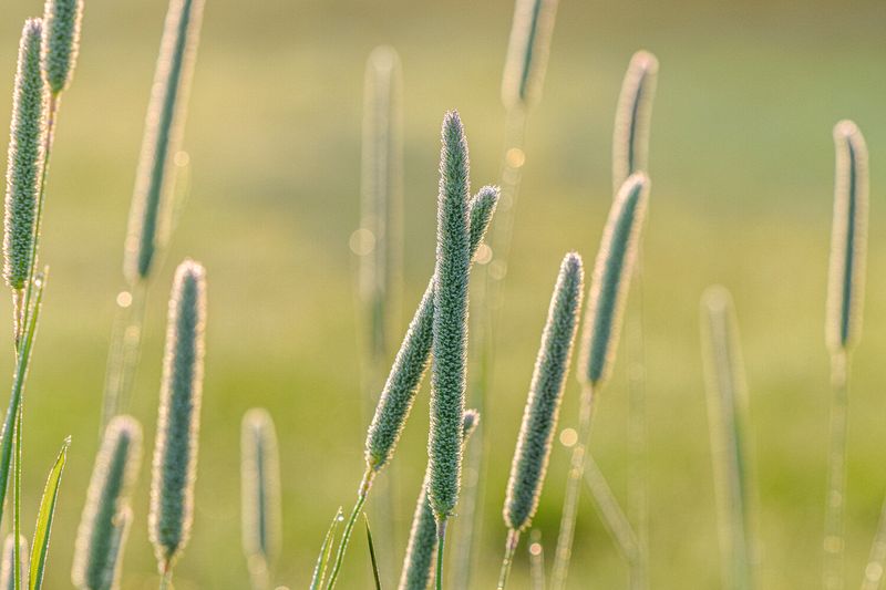 Arborhurst Morning Dew\n\nCVNP