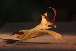 Macro\n\nLeaf\n\nCVNP