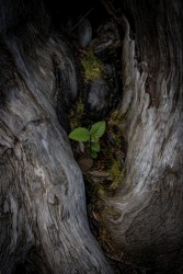Macro\n\nRuby Beach Driftwood\n\nOlympic National Park