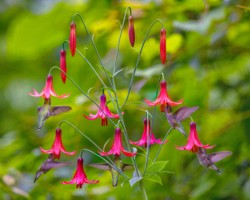 Wildlife\n\nA Composite of Charm\n\nStation Road