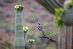 Wildlife\n\nGamble's Quail in Saguaro\n\nTonto National Forest, AZ