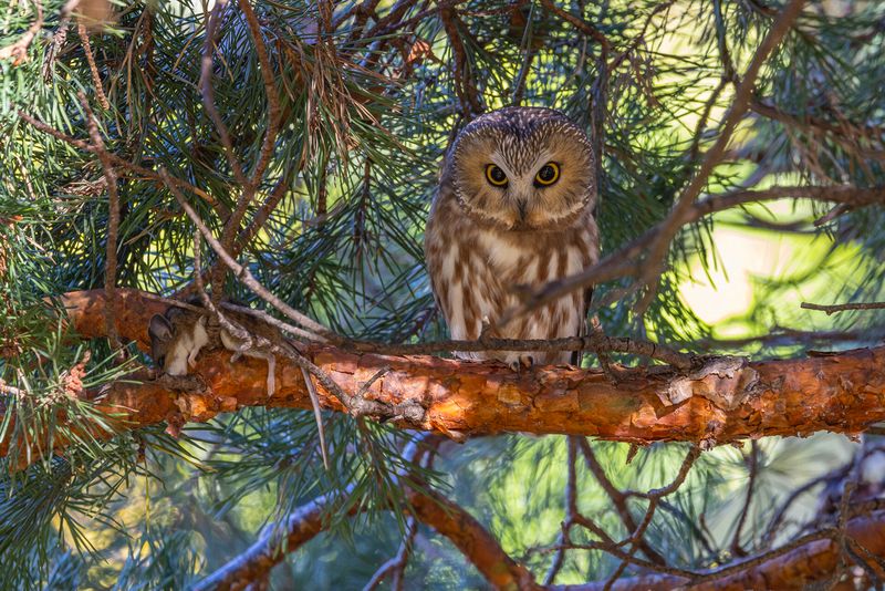 Wildlife\n\nMe and My Mouse\n\nCleveland Lakefront Nature Preserve