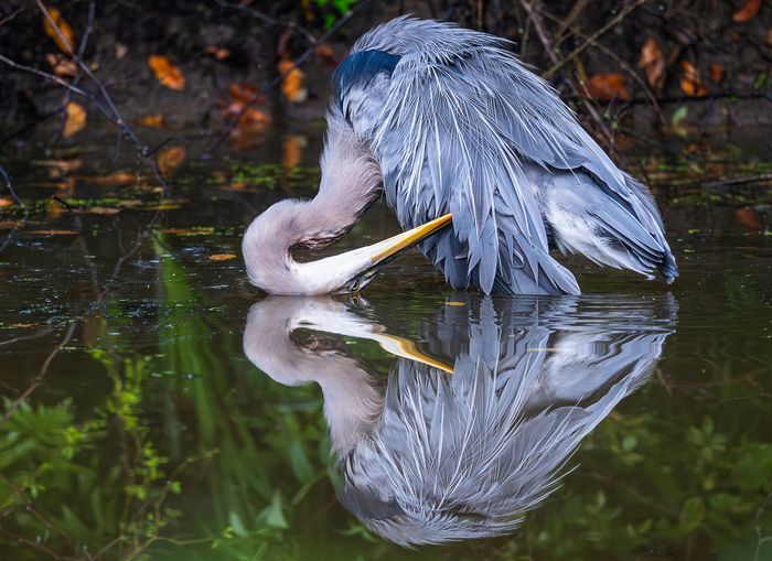 Third Place CVNP\n\nBlue Heron\n\nBeaver Marsh