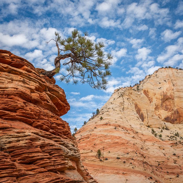 Second Place, Landscape\n\nLonely Tree\n\nZion National Park