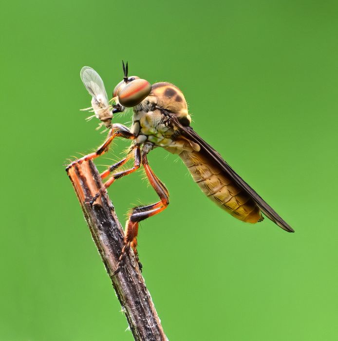 FIrst Place, Macro\n\nI got robbed \n\nLake Medina County Park