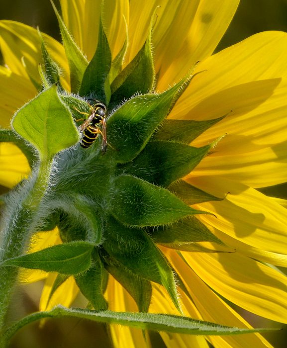 Thurd Place, Macro\n\nSunflower\n\nAvon Sunflower Park