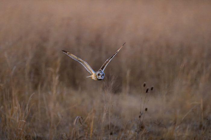 Third Place, Wildlife\n\nShort Eared Owl on Grass\n\nKildeer Plains Wildlife Area
