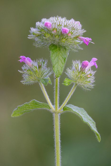 Stacked from 45 images. Method=A (R=8,S=4)