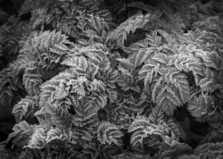 Third Place Macro\n\nFrosted Leaves\n\nBrecksville Reservation