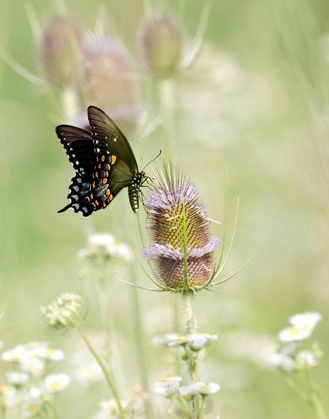 Honorable Mantion Macro\n\nSwallowtail on Teasel\n\nTalmadge Meadows Metropark