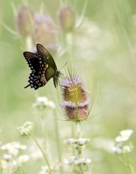 Honorable Mantion Macro\n\nSwallowtail on Teasel\n\nTalmadge Meadows Metropark