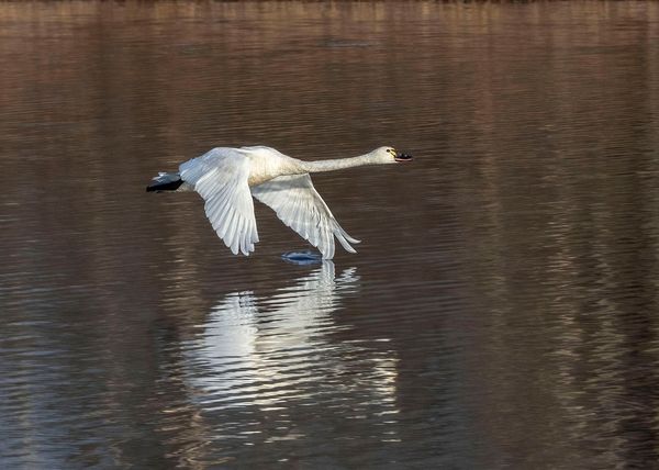 Honorable Mention Photowalks\n\nTundra Swan\n\nLiberty Park