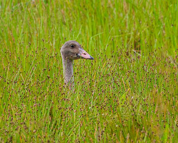 Honorable Mention Wildlife\n\nHeads Up\n\nSandy Ridge Reservation