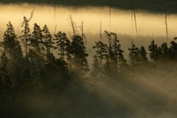 Landscape\n\nSuntise in Yellowstone\n\nYellowstone NP