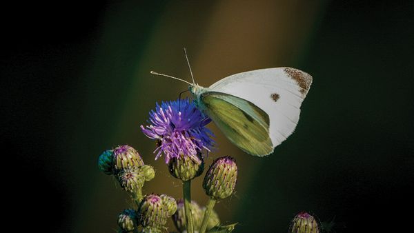Macro\n\nCabbage White on Canadian Thistle\n\nCleveland Lakefront Nature Preserve