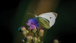Macro\n\nCabbage White on Canadian Thistle\n\nCleveland Lakefront Nature Preserve