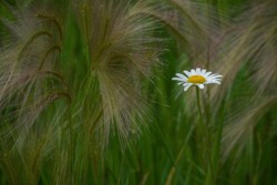 Macro\n\nDaisy Amid Barley\n\nWilliam Robertson Nature Preserve