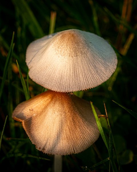 Macro\n\nMushrooms\n\nKendall Hills