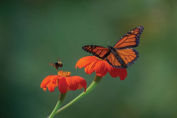 Macro\n\nNo Sharing Required\n\nSeiberling Nature Realm