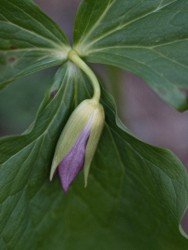 Macro\n\nTrillium\n\nHubbard Creek Park