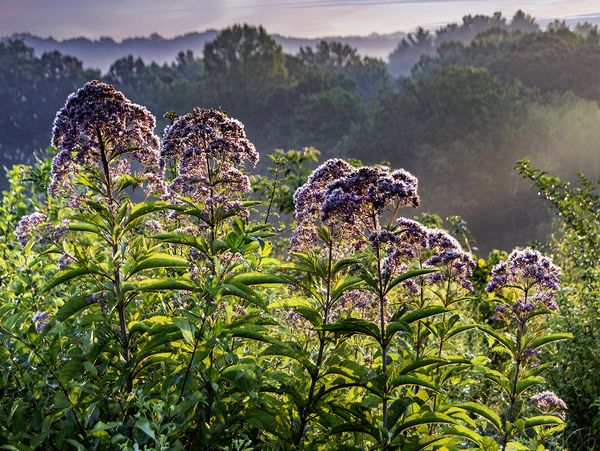 Photowalks\n\nJoe Pye Weed\n\nCVNP