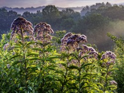 Photowalks\n\nJoe Pye Weed\n\nCVNP