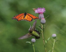 Wildlife\n\nAdmiring Beauty\n\nBrecksville Reservation