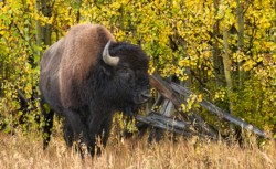 Wildlife\n\nBison by Fence\n\nGrand Teton NP